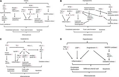 Relationship Between Autophagy and Metabolic Syndrome Characteristics in the Pathogenesis of Atherosclerosis